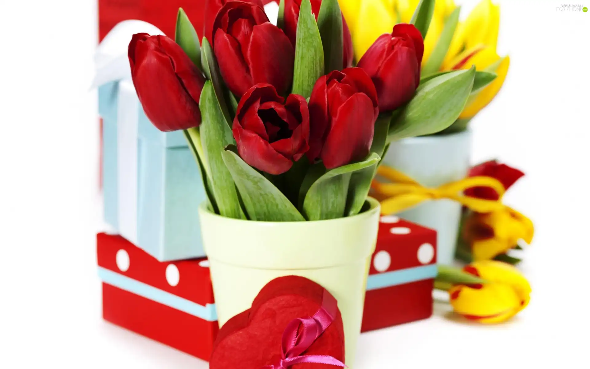 Tulips, Heart teddybear, Valentine