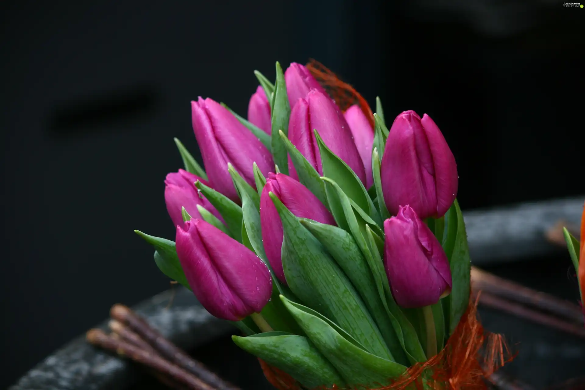 tulips, bunch, violet