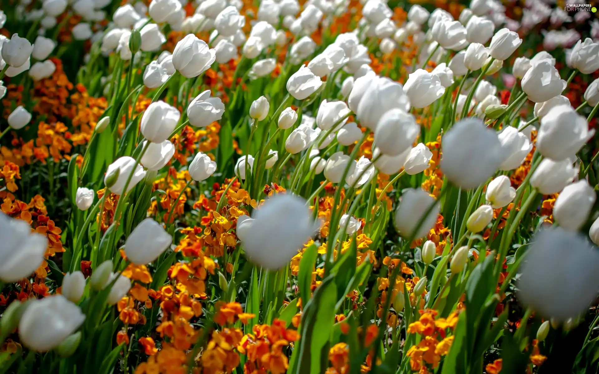 White, Tulips