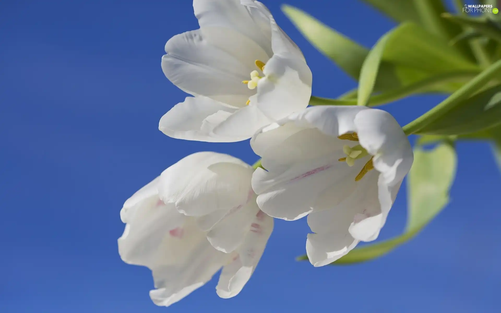 tulips, bouquet, white