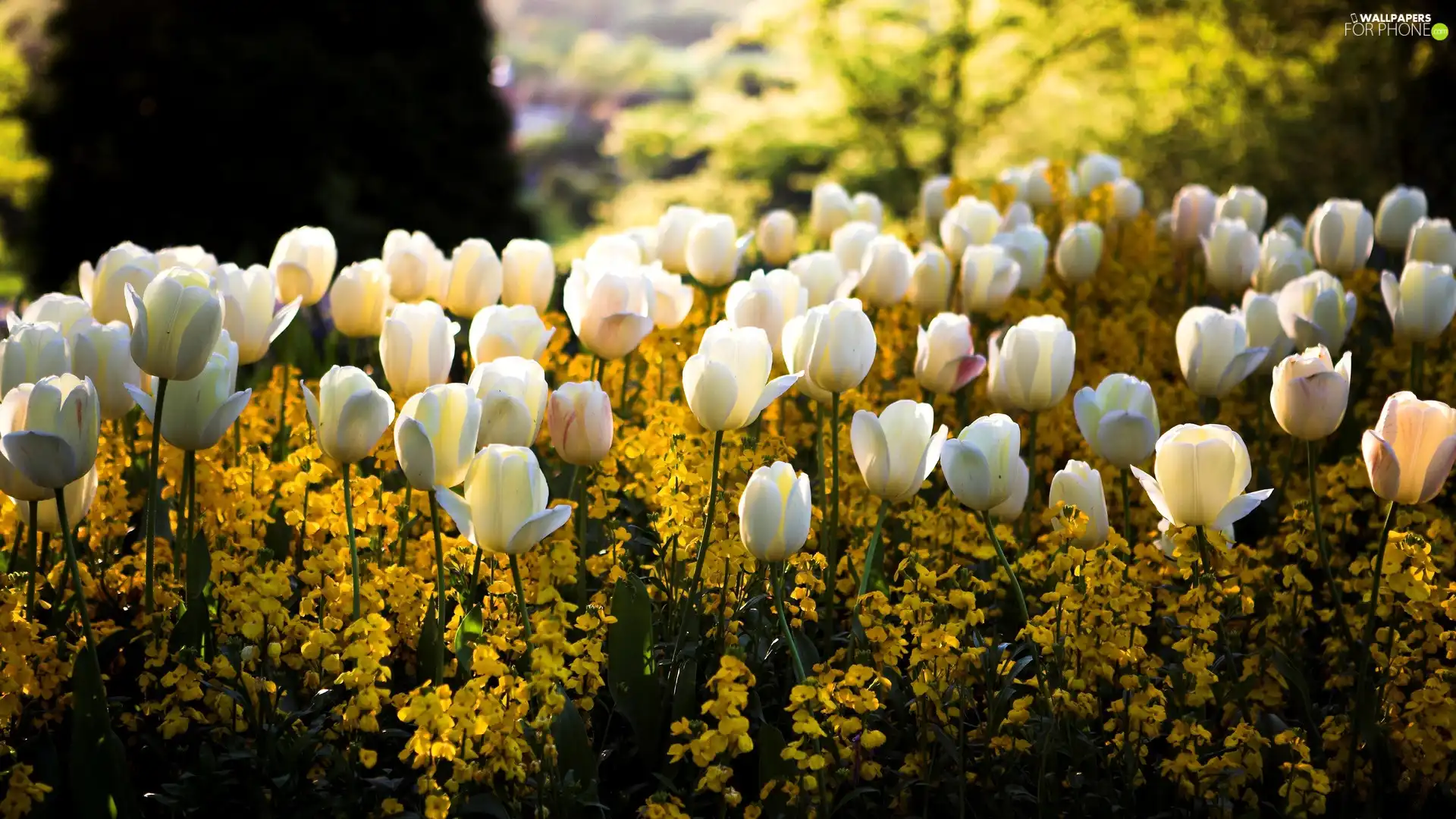 Tulips, Flowers, White