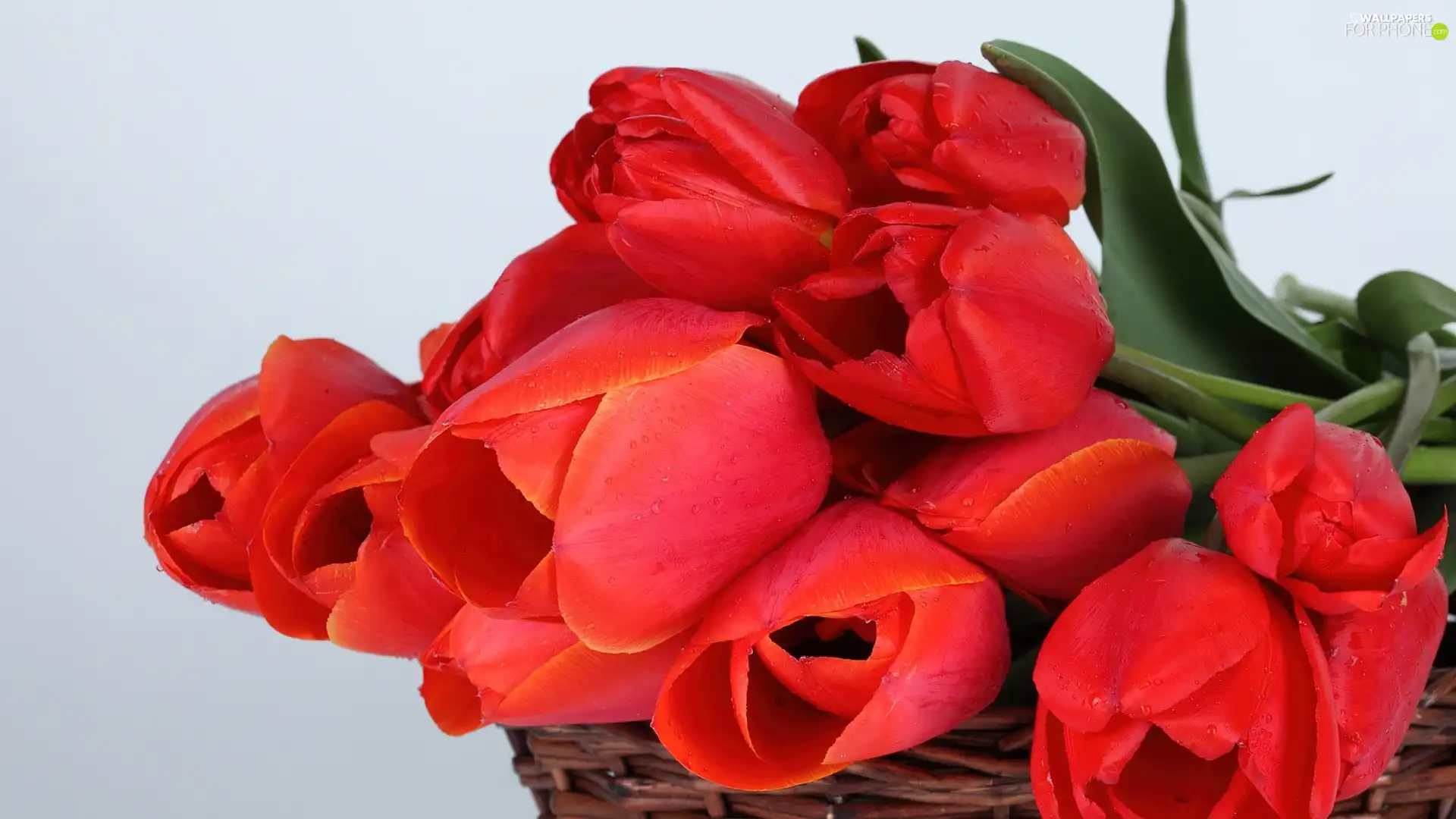 wicker, armful, tulips, basket