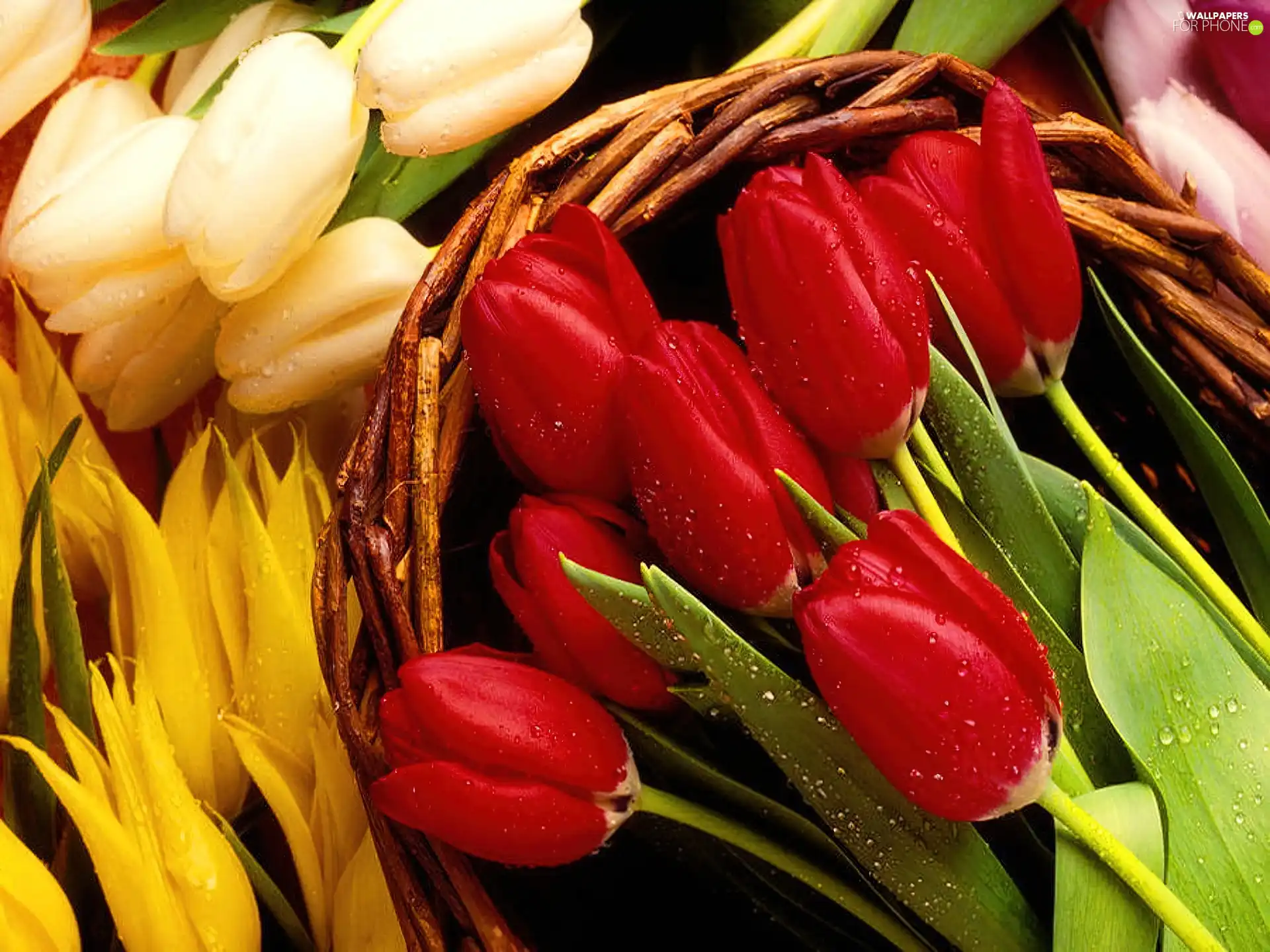 wicker, color, Tulips, basket