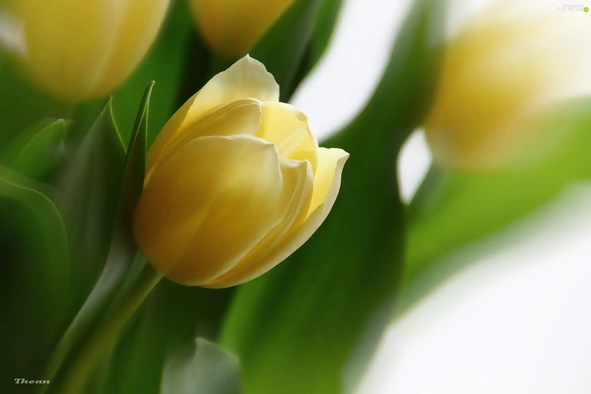 Yellow, Tulips