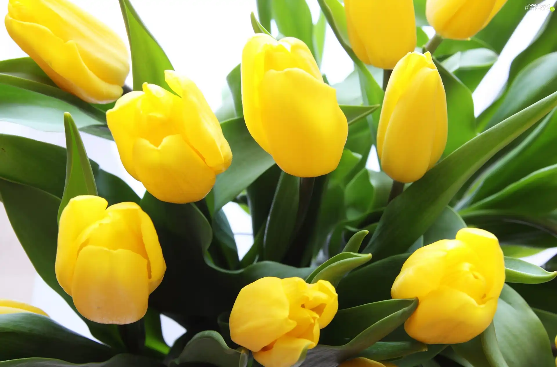 Tulips, bouquet, Yellow