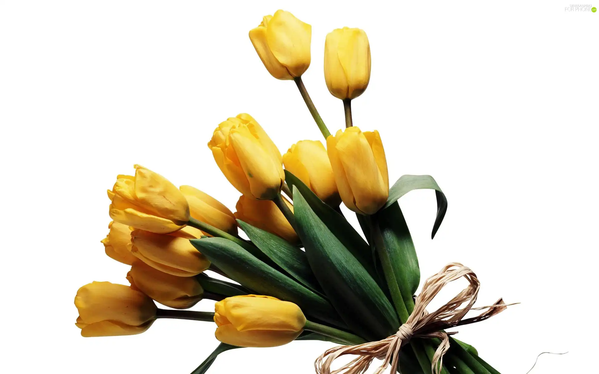 tulips, bunch, yellow