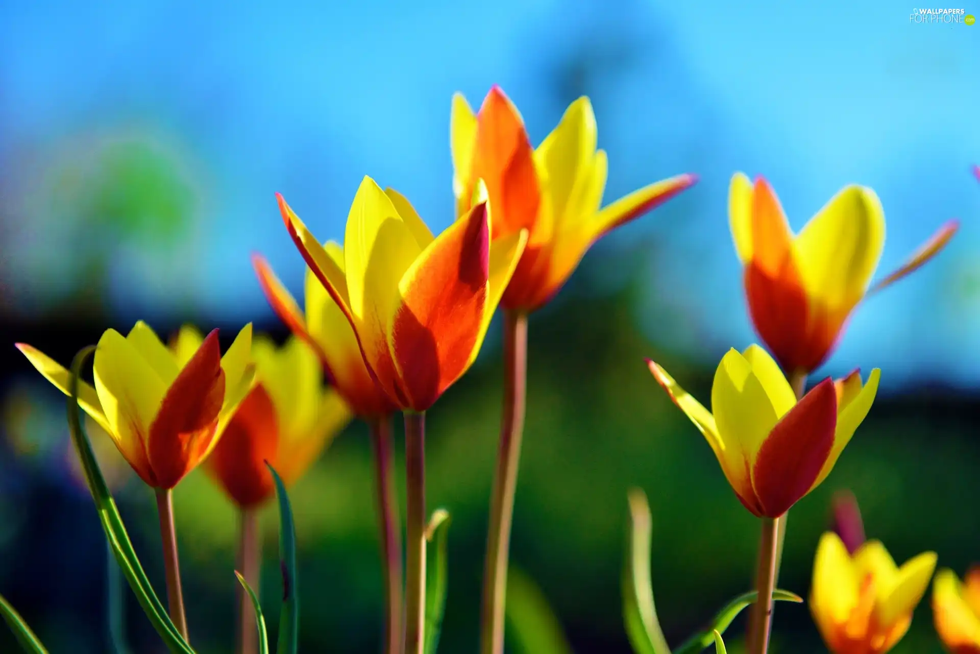 Tulips, orange, Yellow