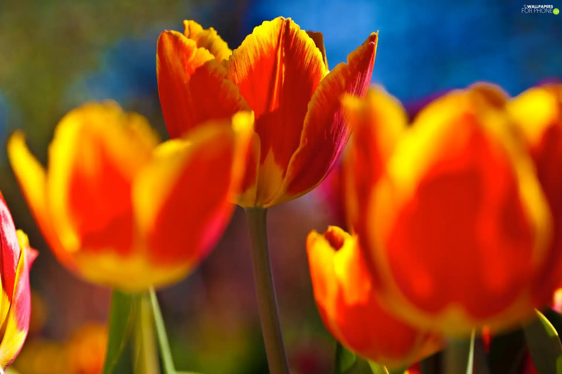 Tulips, orange, Yellow