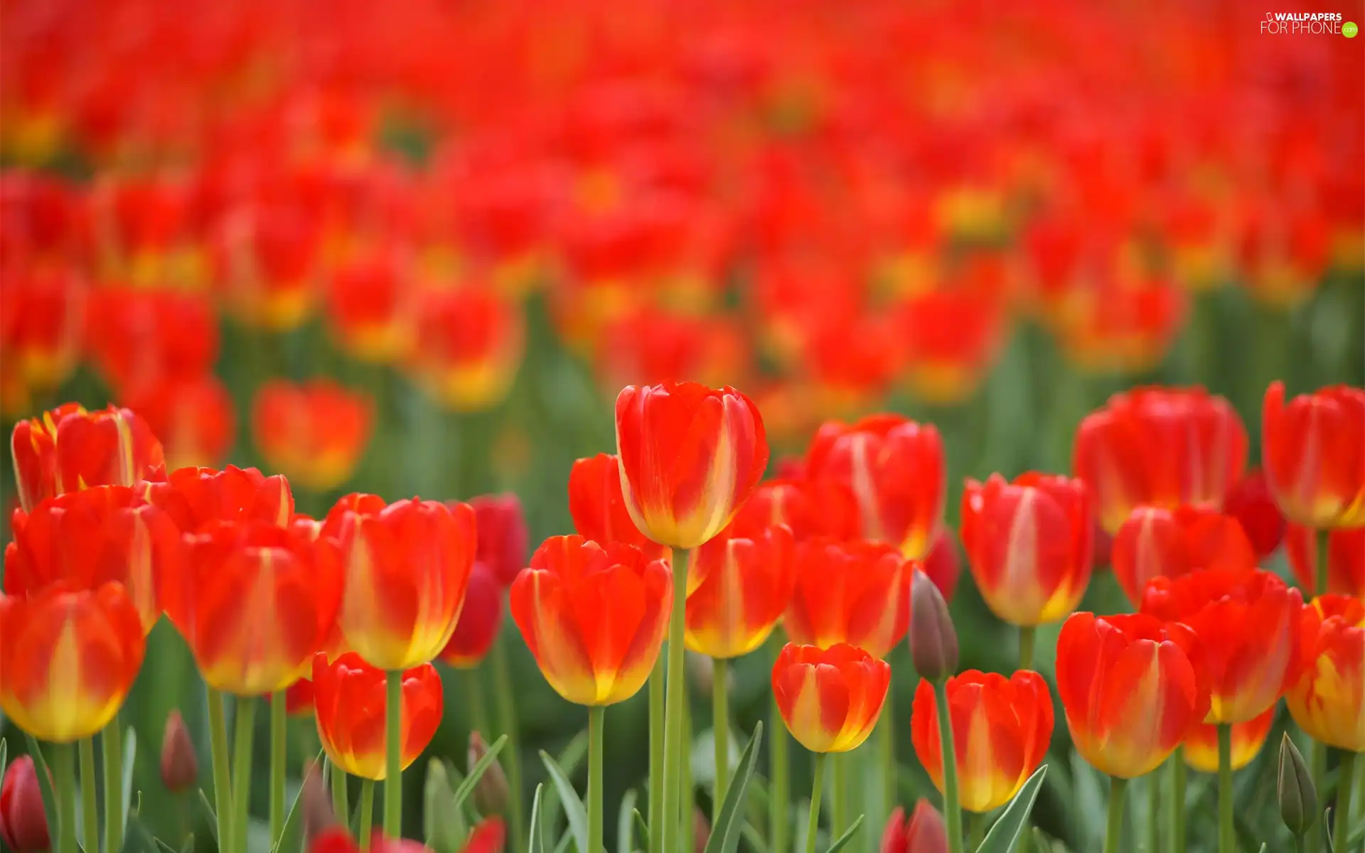 Tulips, red, Yellow