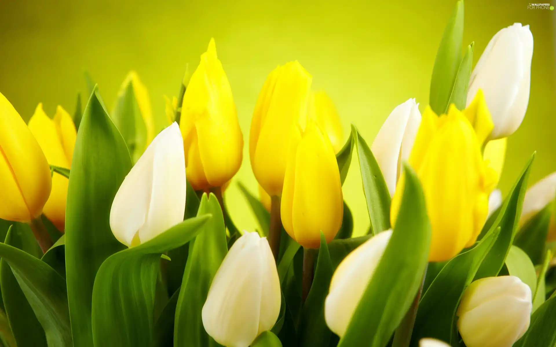 Tulips, White, Yellow