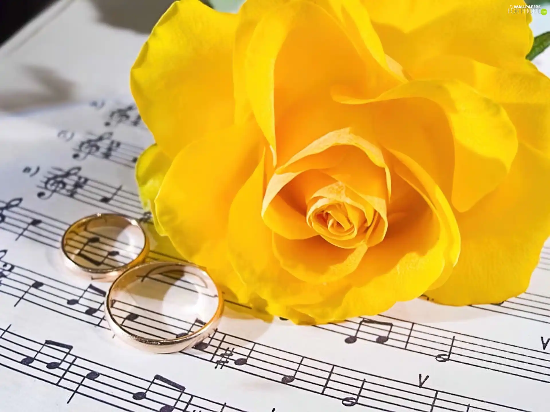 Yellow, rings, Tunes, roses