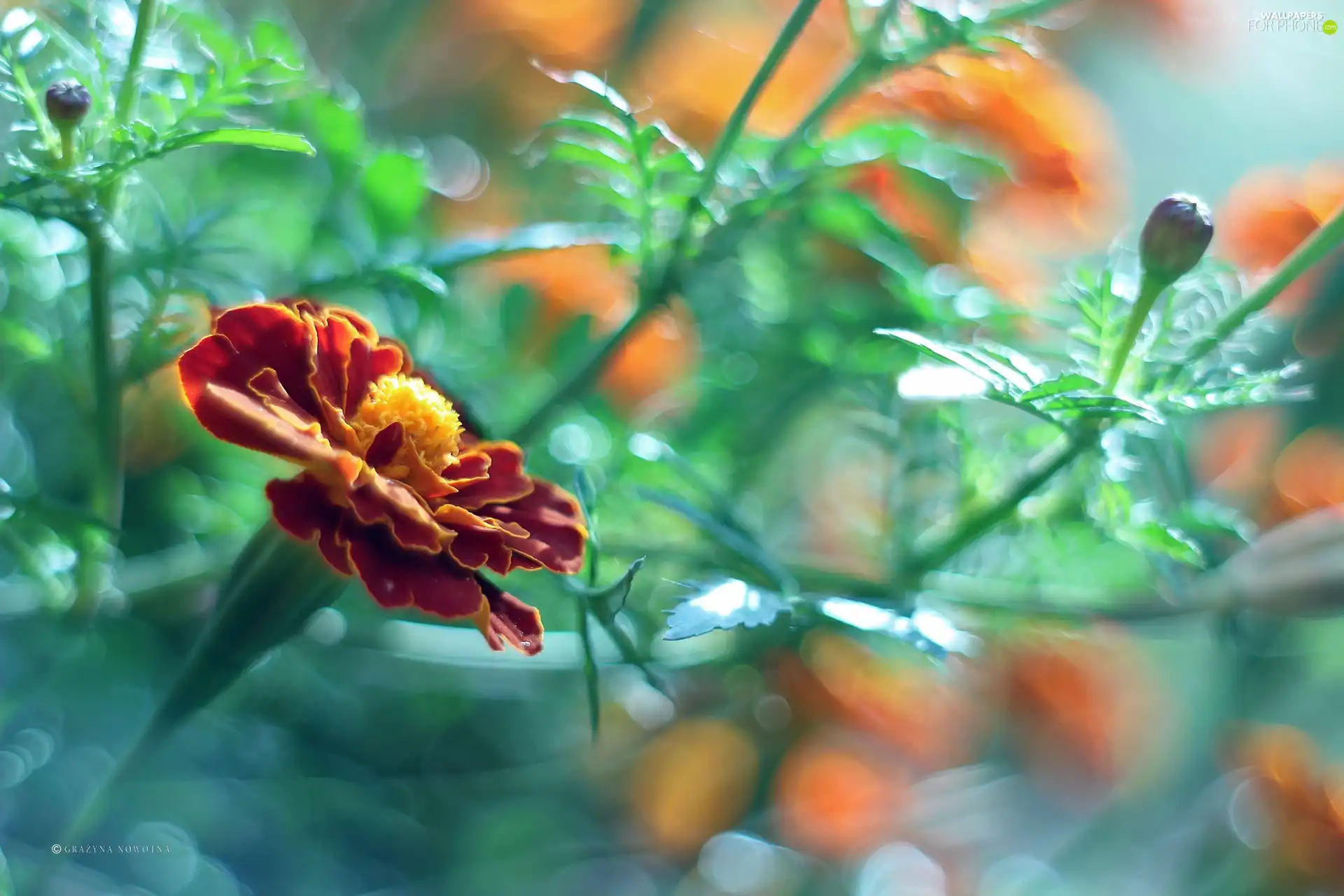 Colourfull Flowers, Tagetes, Turk