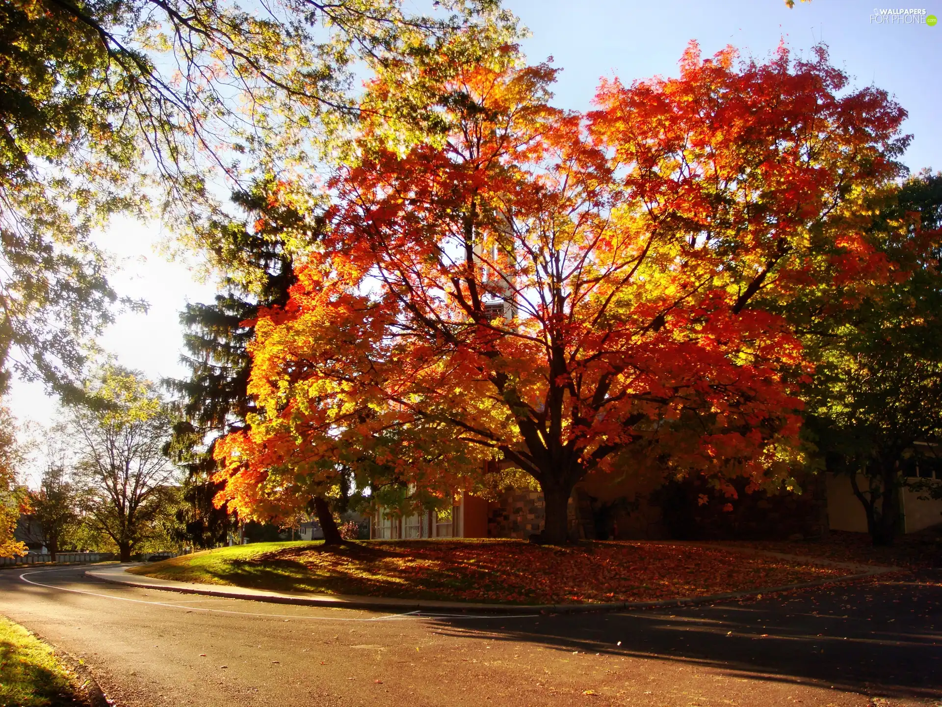 Autumn, Way, turn, trees