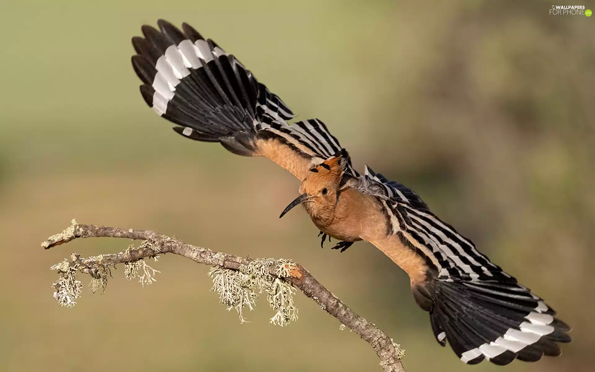 flight, twig, booby, wings, Bird