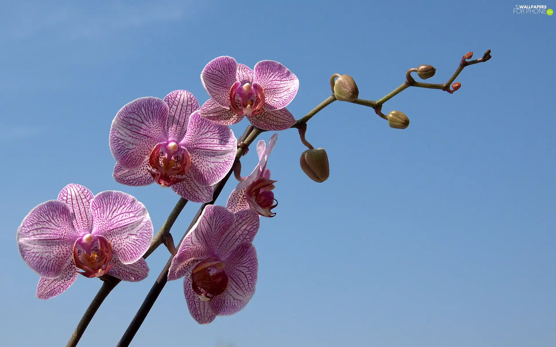 twig, orchid, dappled