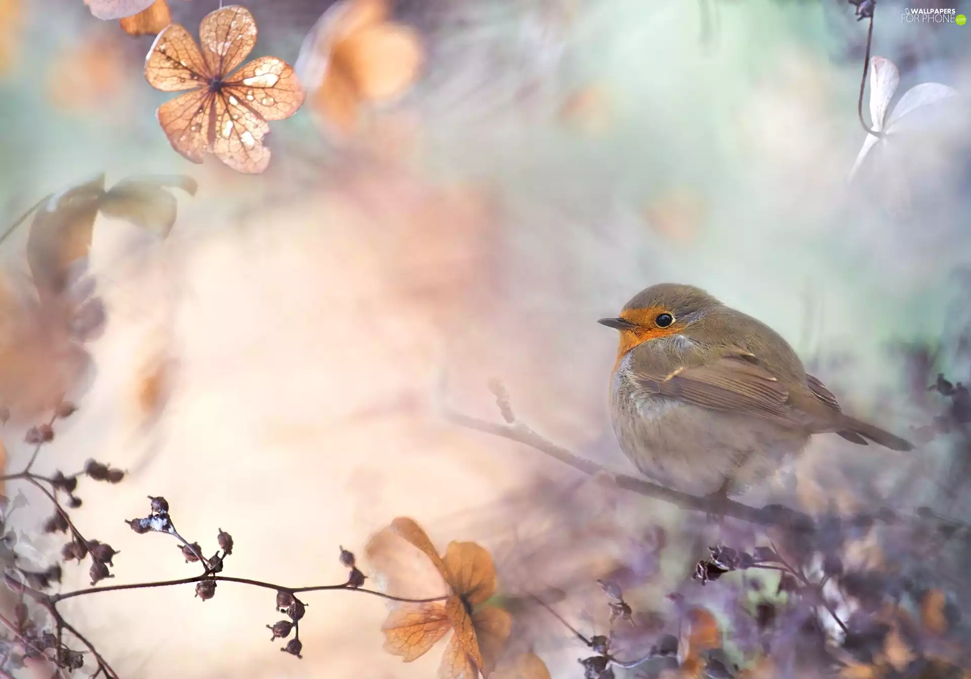 ligh, Bird, flash, twig, robin, sun, luminosity