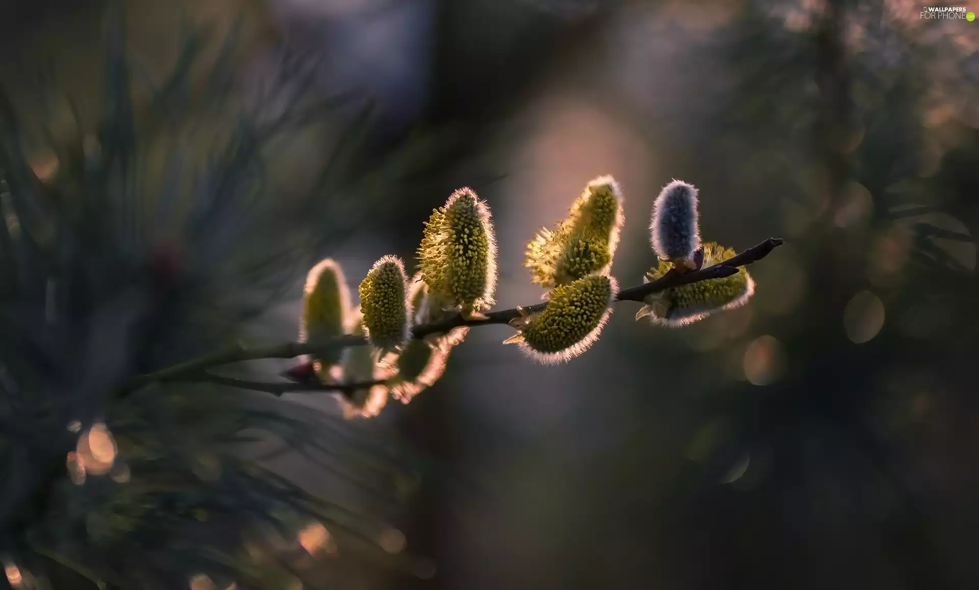 ligh, database, flash, twig, Willow, sun, luminosity