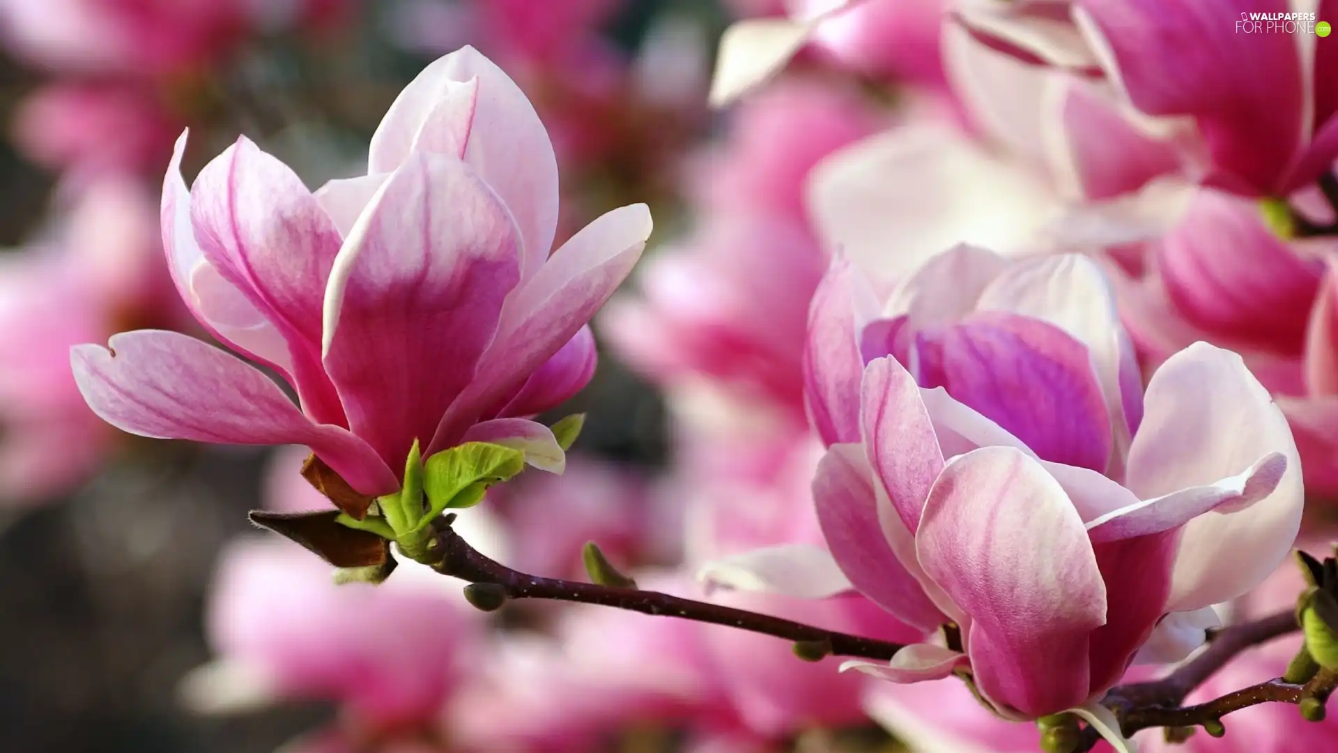 Pink, Bush, Leaf, twig, Magnolias, Flowers
