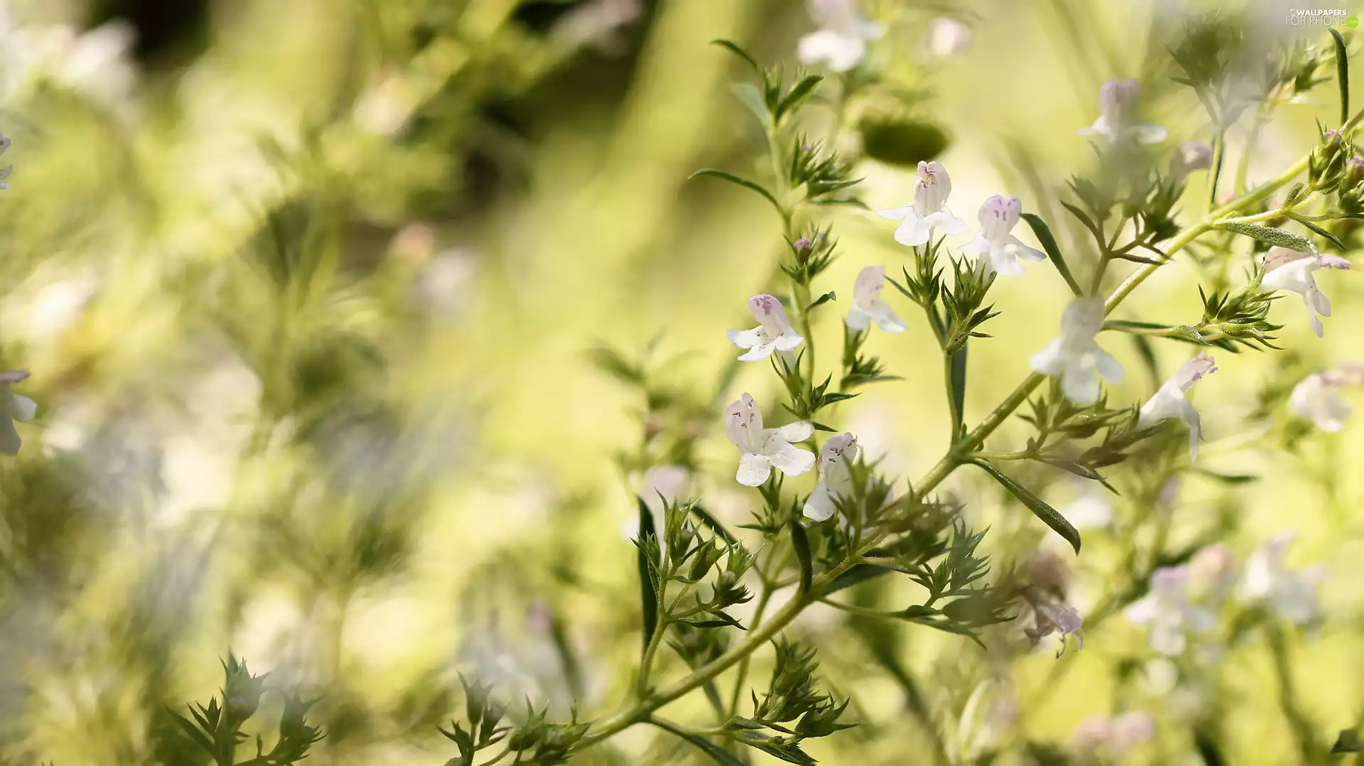 twig, White, Flowers