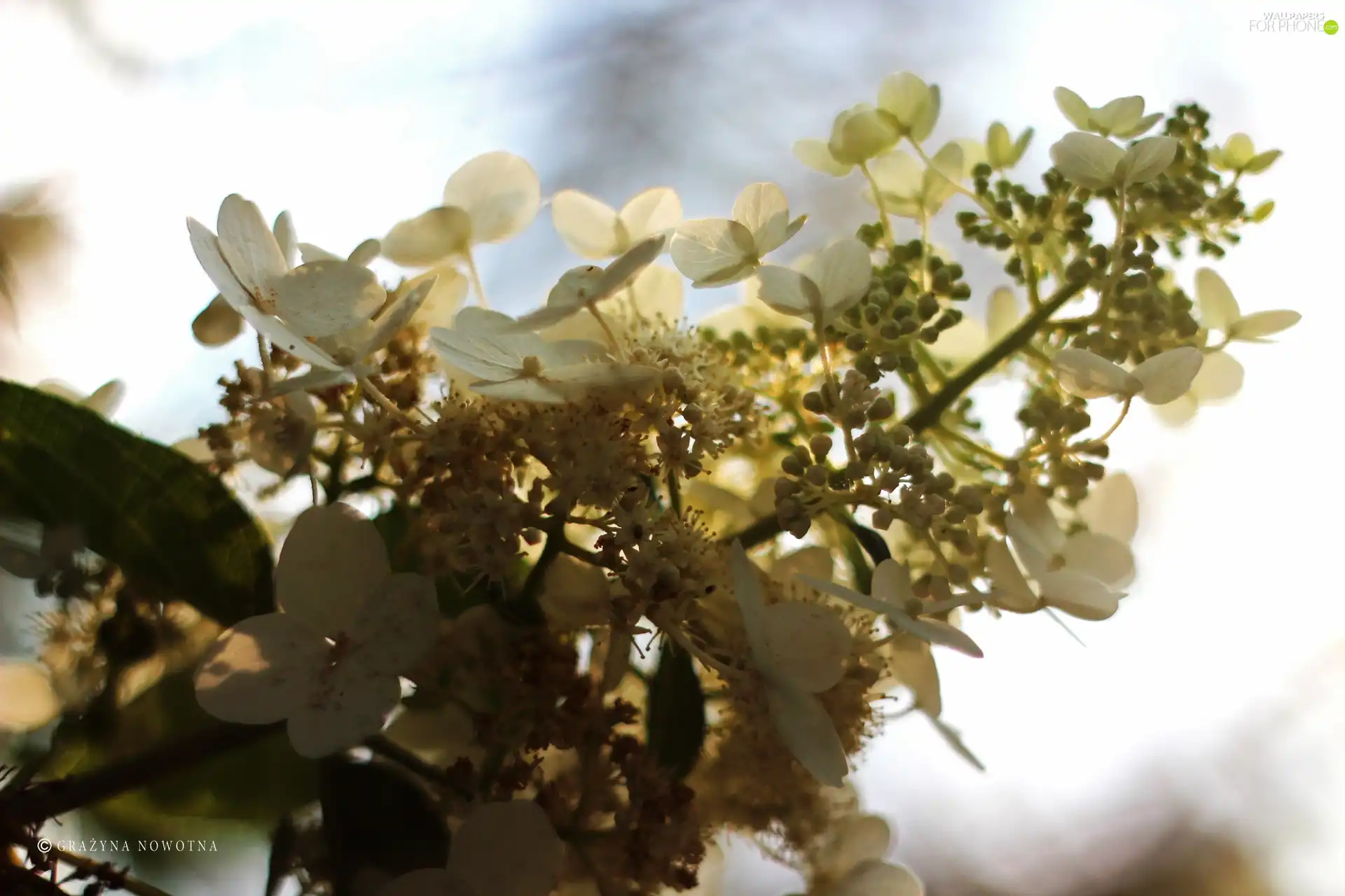 twig, White, Flowers