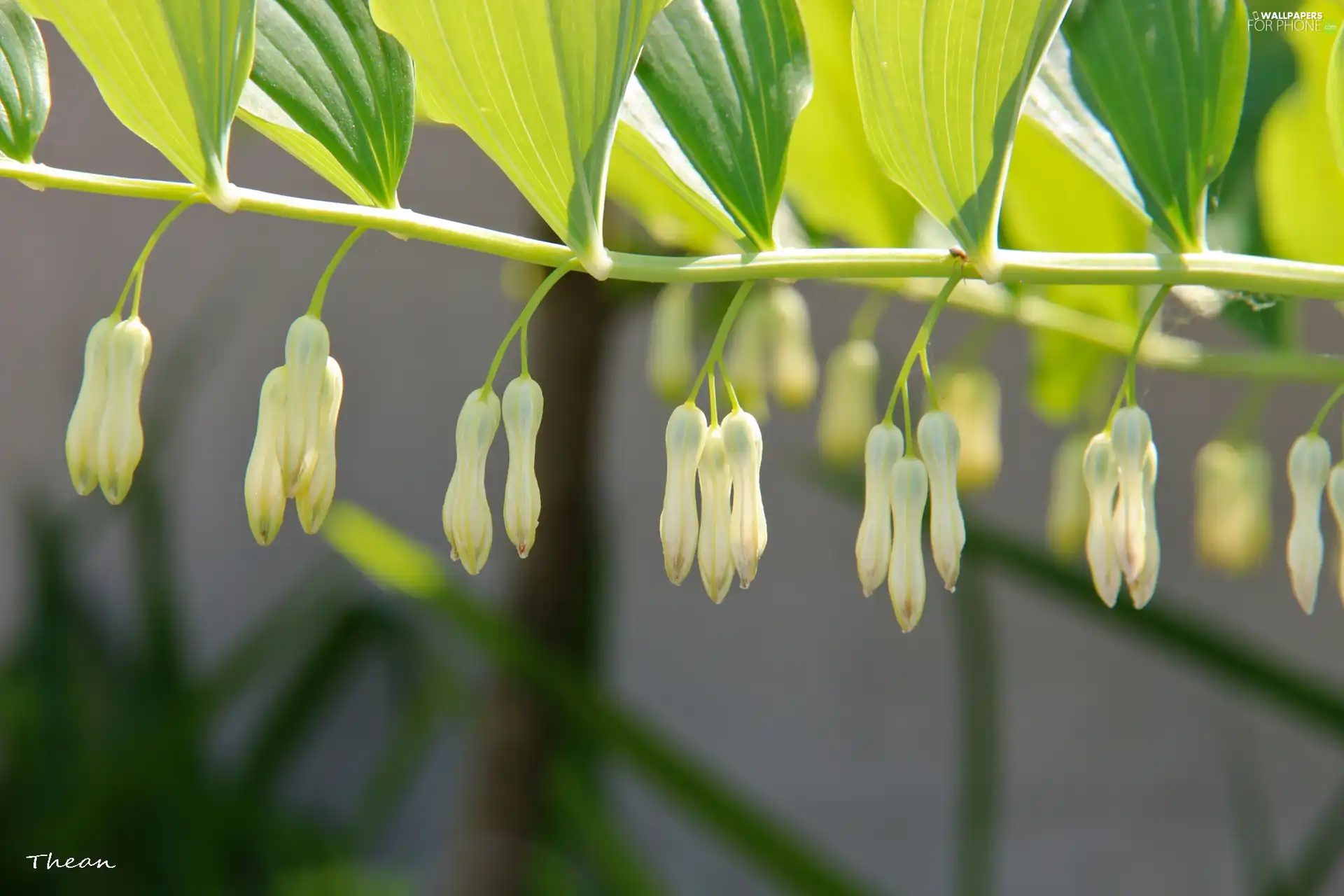 Flowers, twig