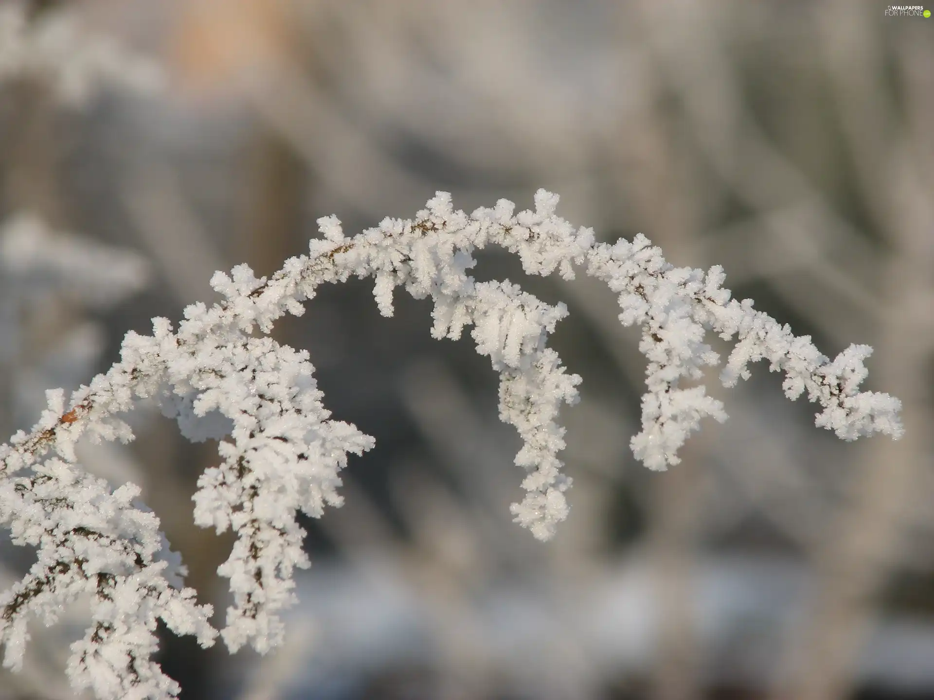 frosted, twig