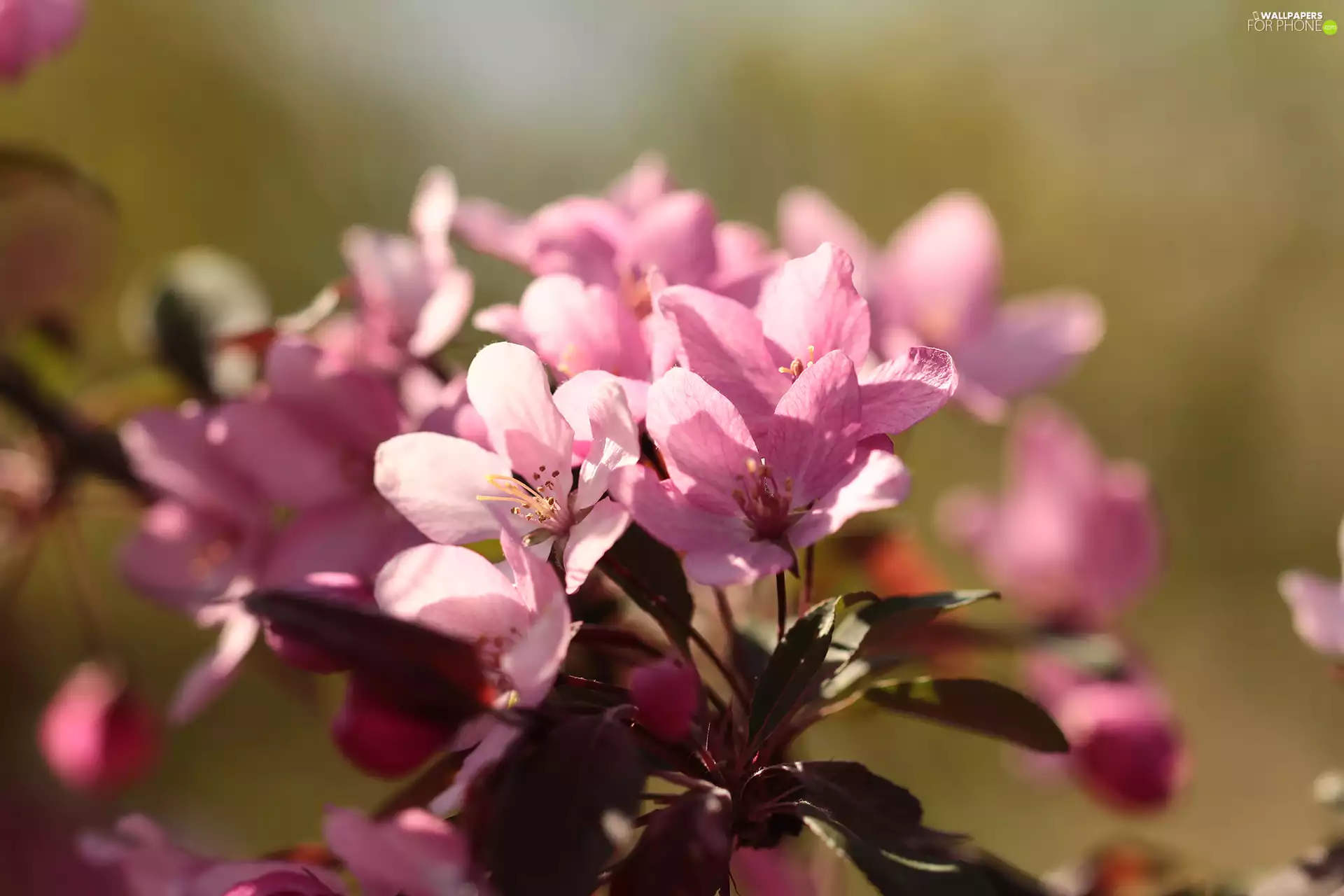 Pink, twig, Fruit Tree, Flowers