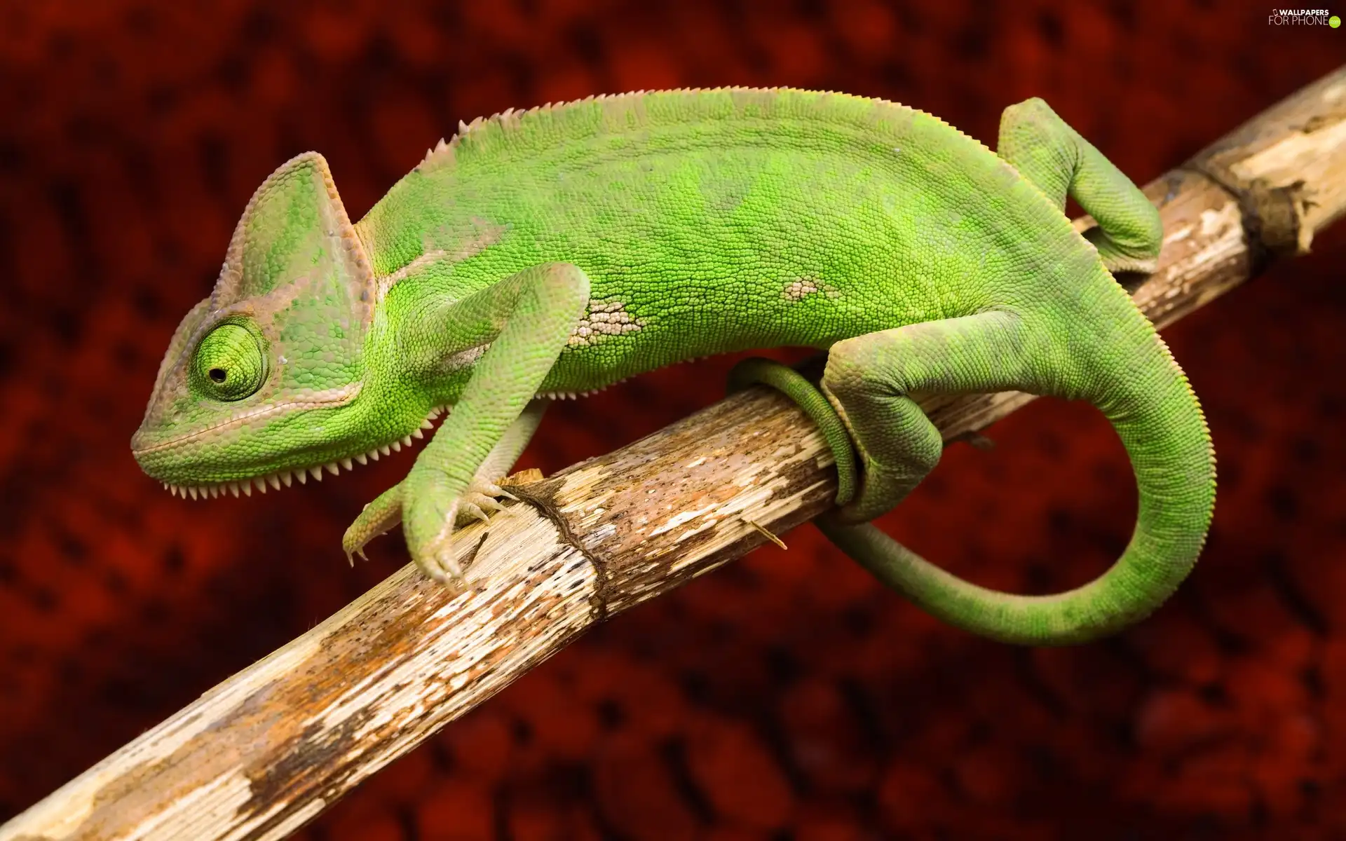 twig, Cameleon, Green