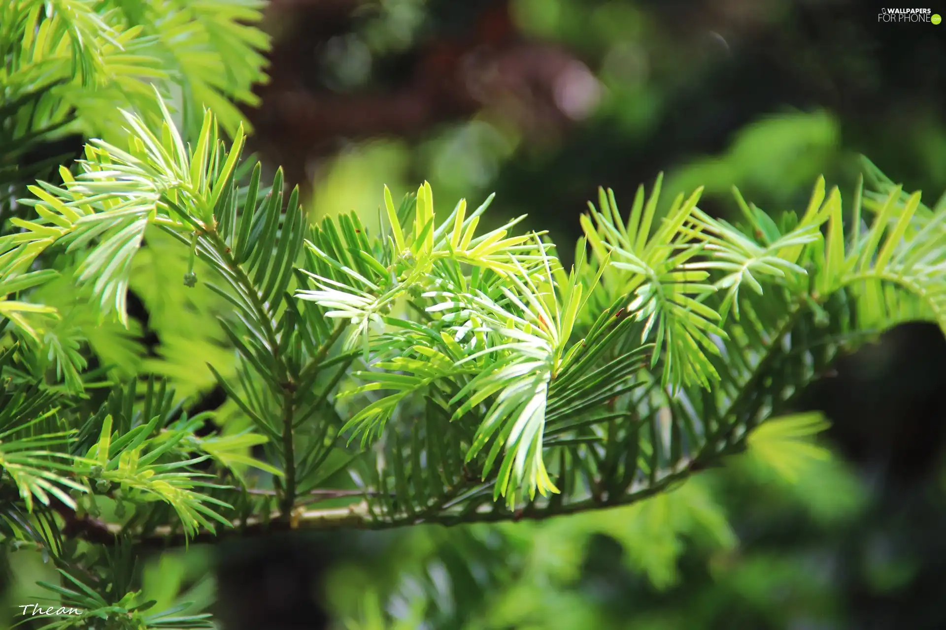 Green, twig