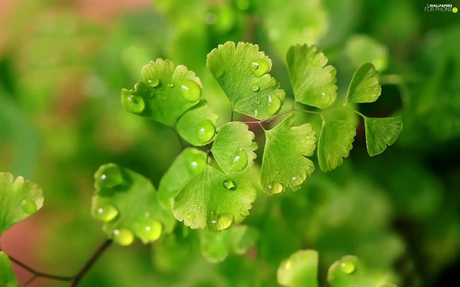 twig, ginkgo, Leaf