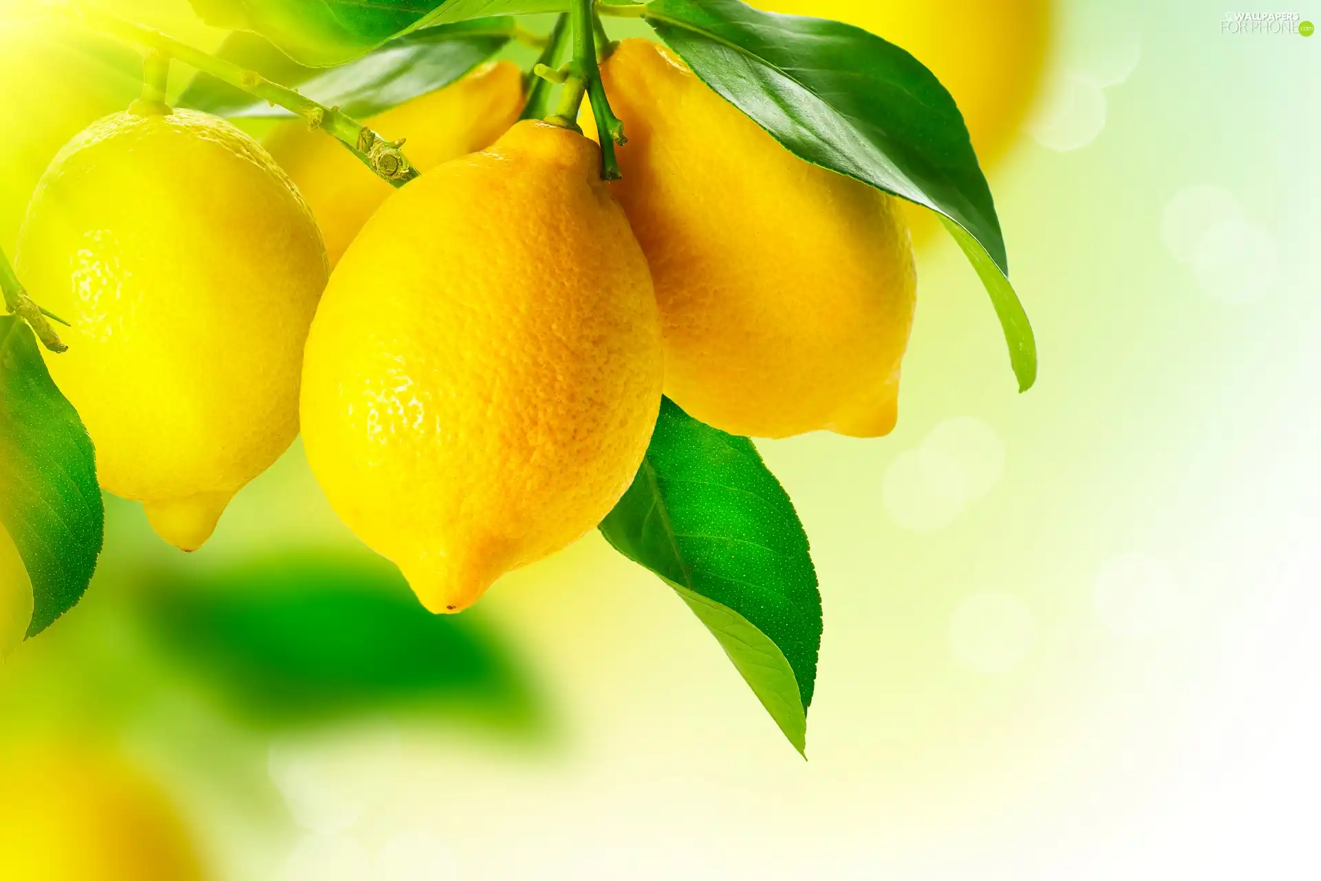 lemons, twig