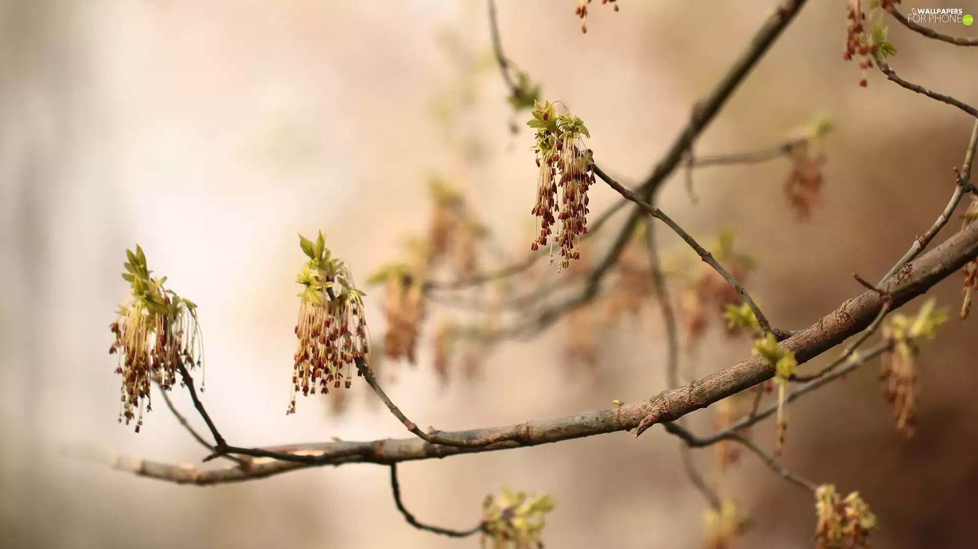 twig, Manitoba Maple