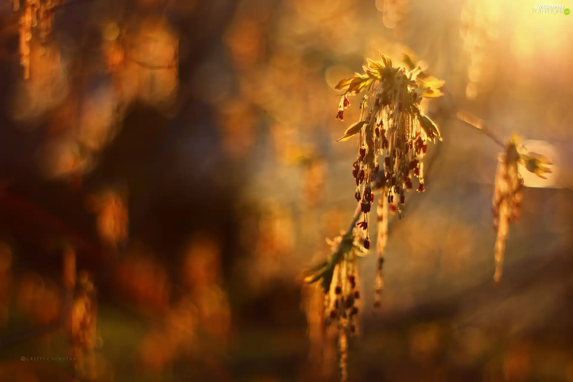 maple, twig