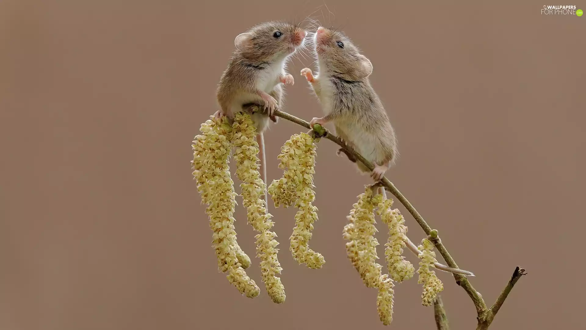 mouse, twig, plant, Harvest Mouses