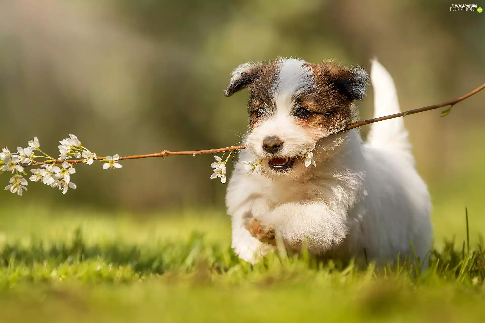 twig, dog, Puppy