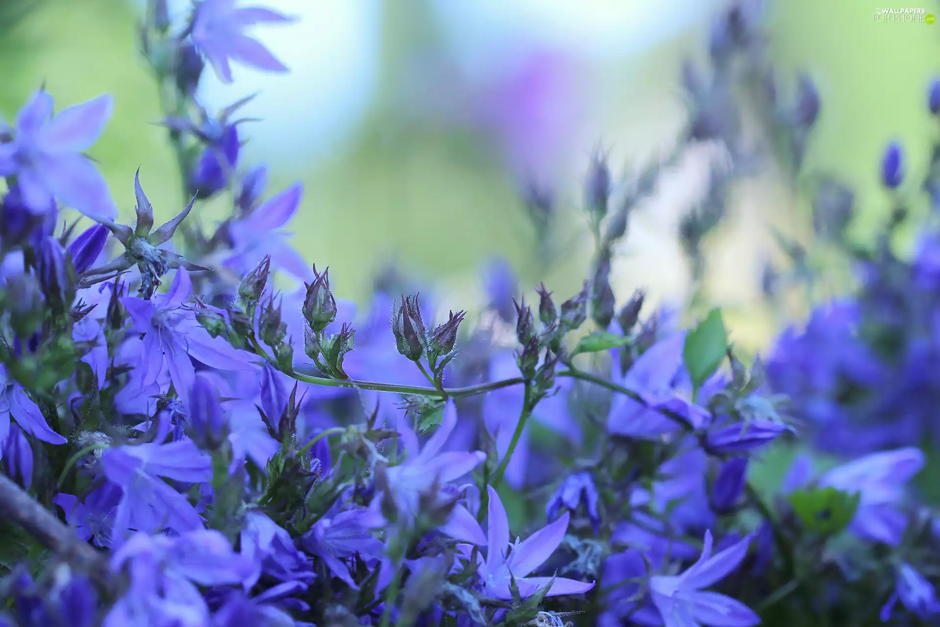Buds, twig, purple, Flowers, ringtones