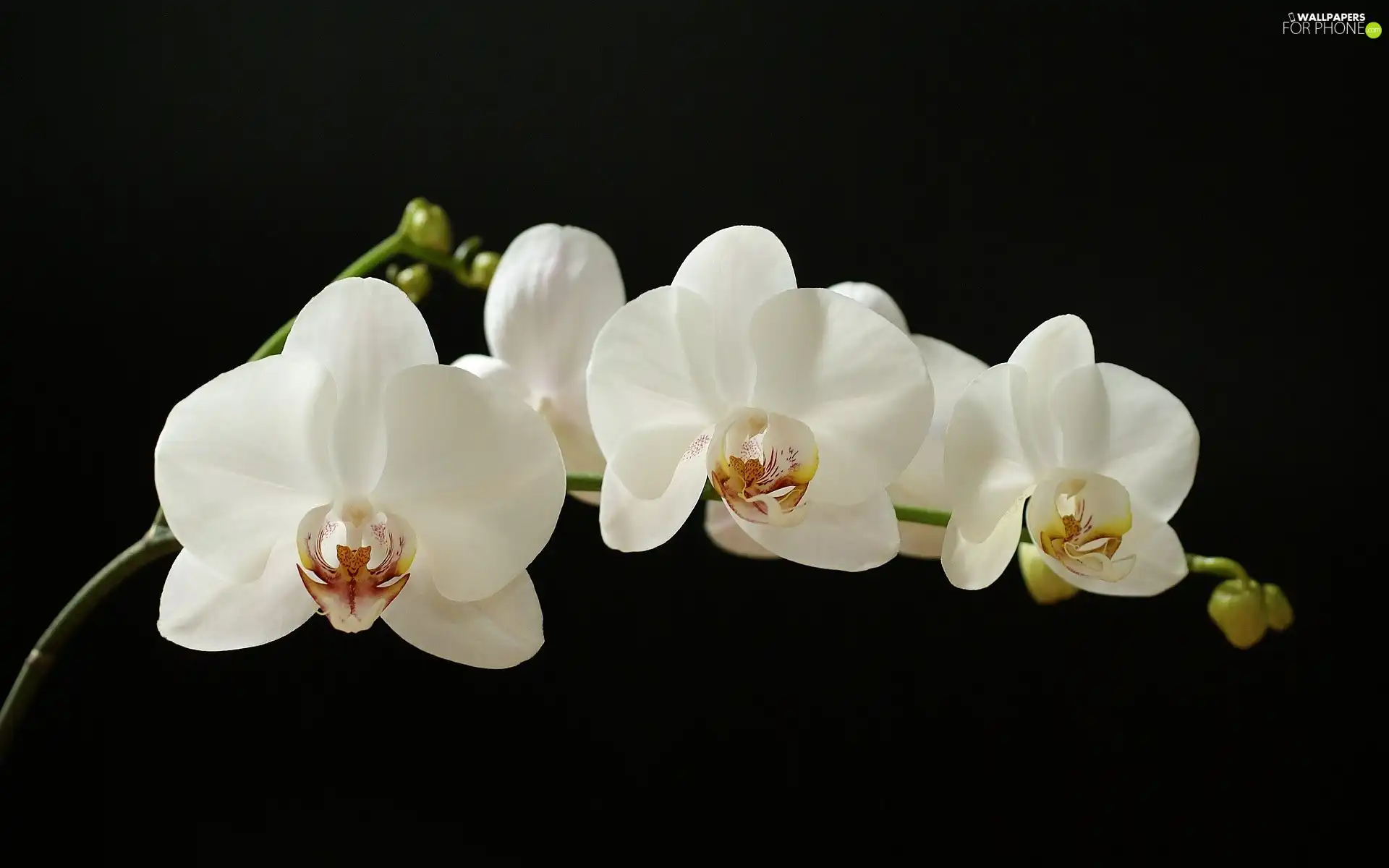 twig, orchid, White