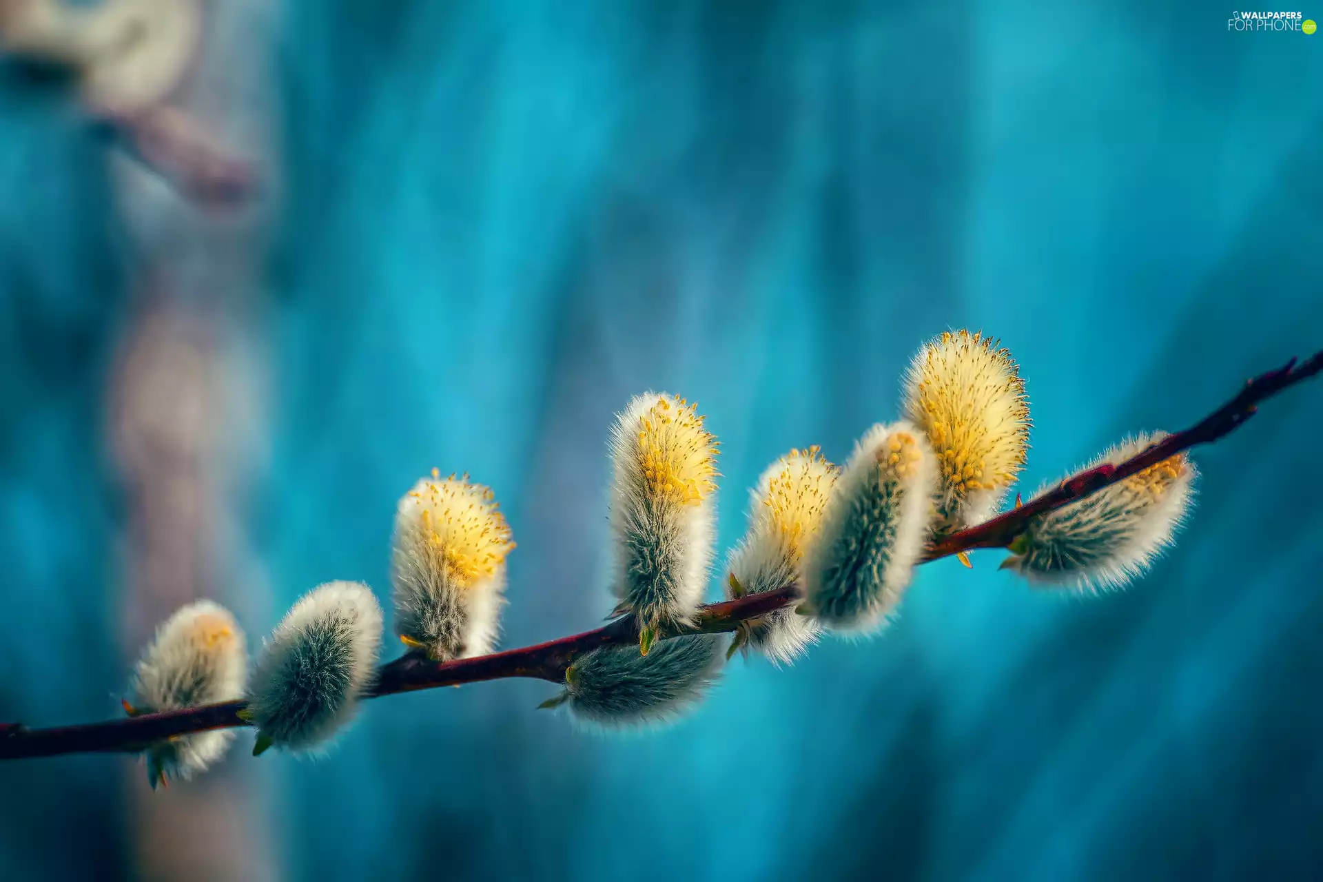 Willow, database, puss, twig