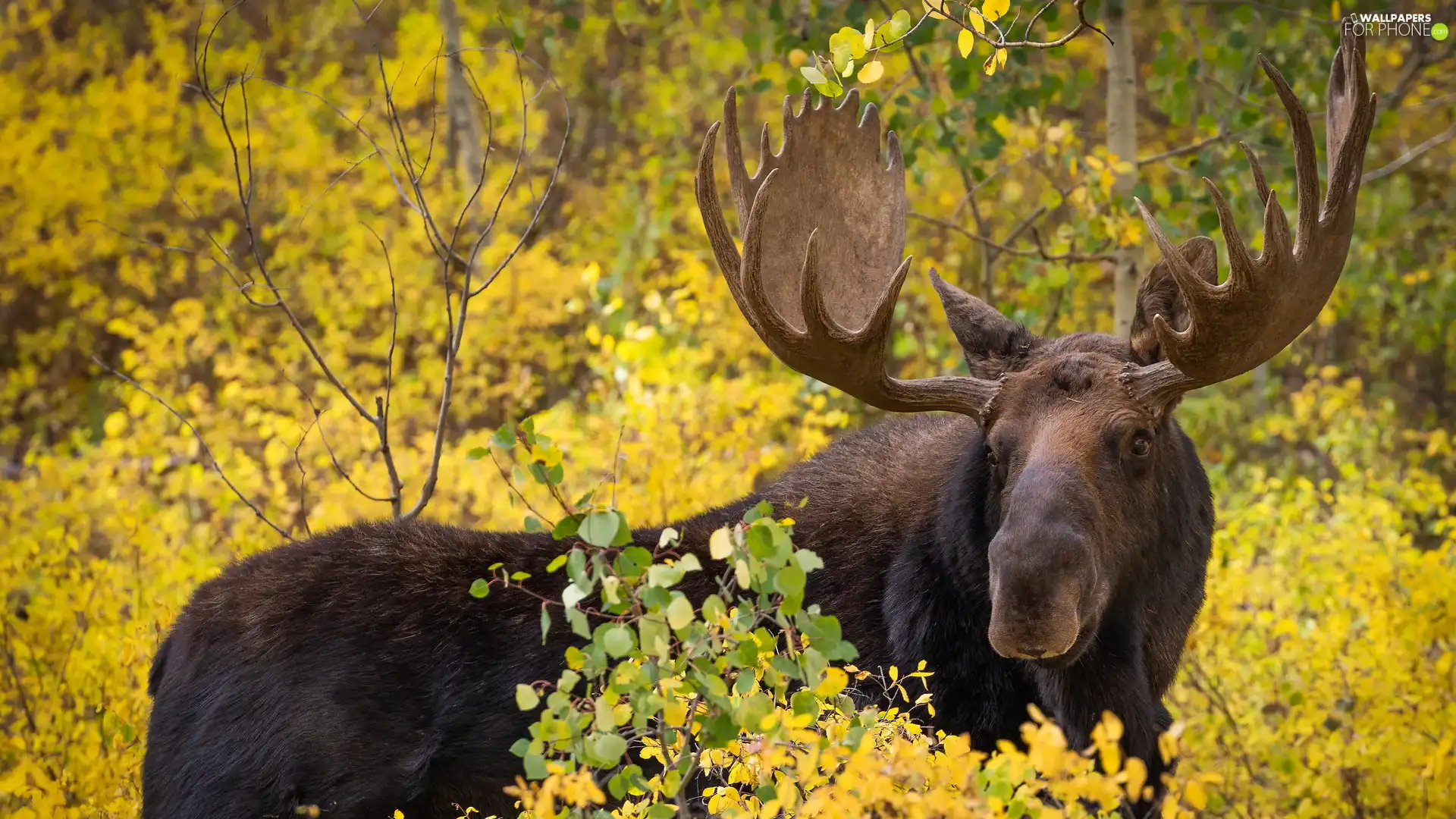 Twigs, moose, antlers