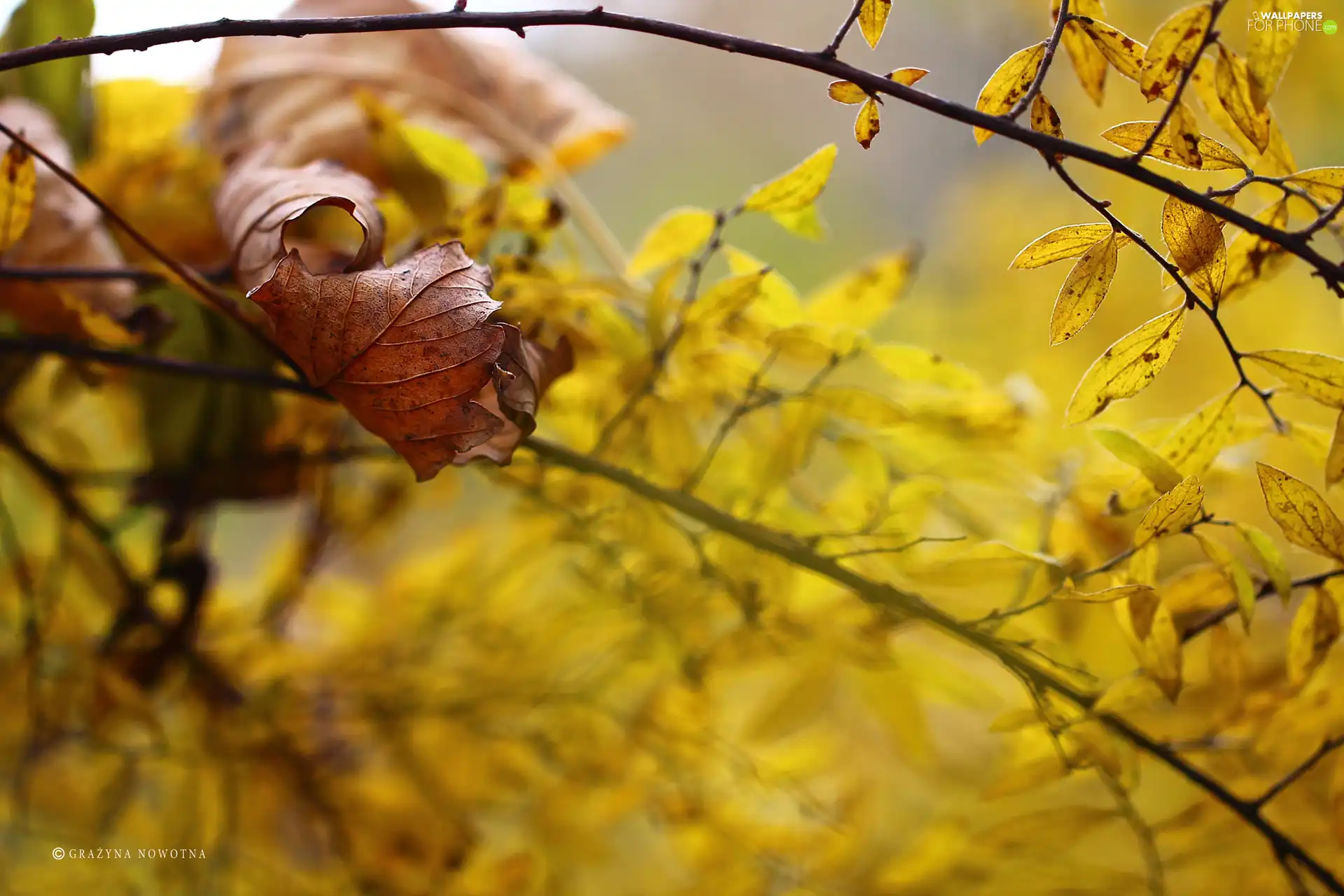 Twigs, autumn, Leaf, dry, Yellow