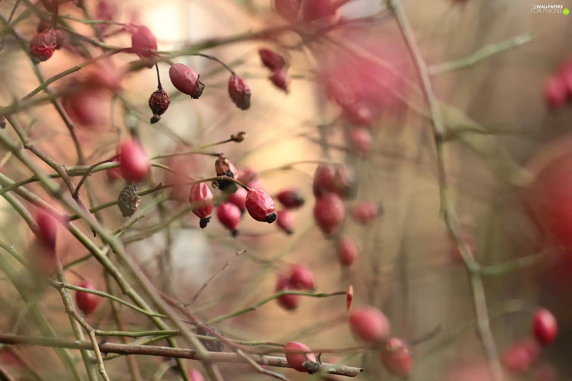 Twigs, Fruits, Briar