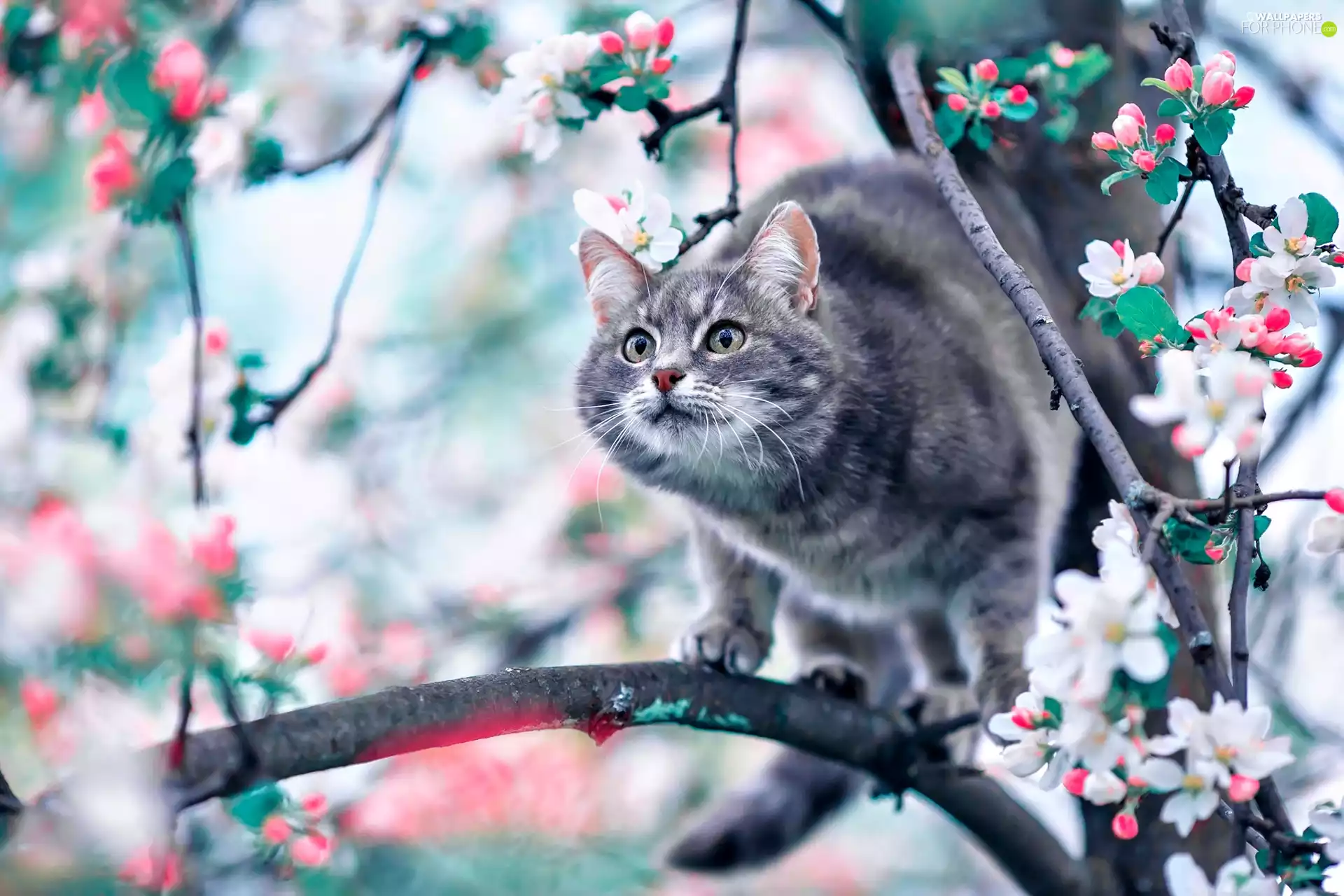 cat, flourishing, trees, Twigs