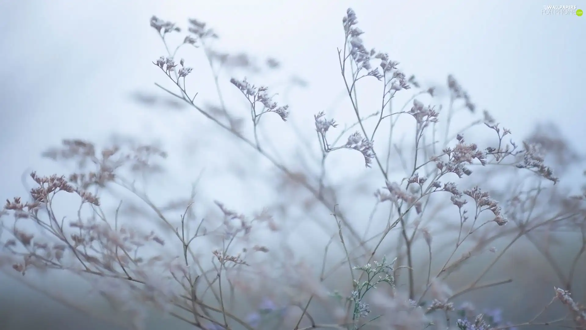 Twigs, plant, dry