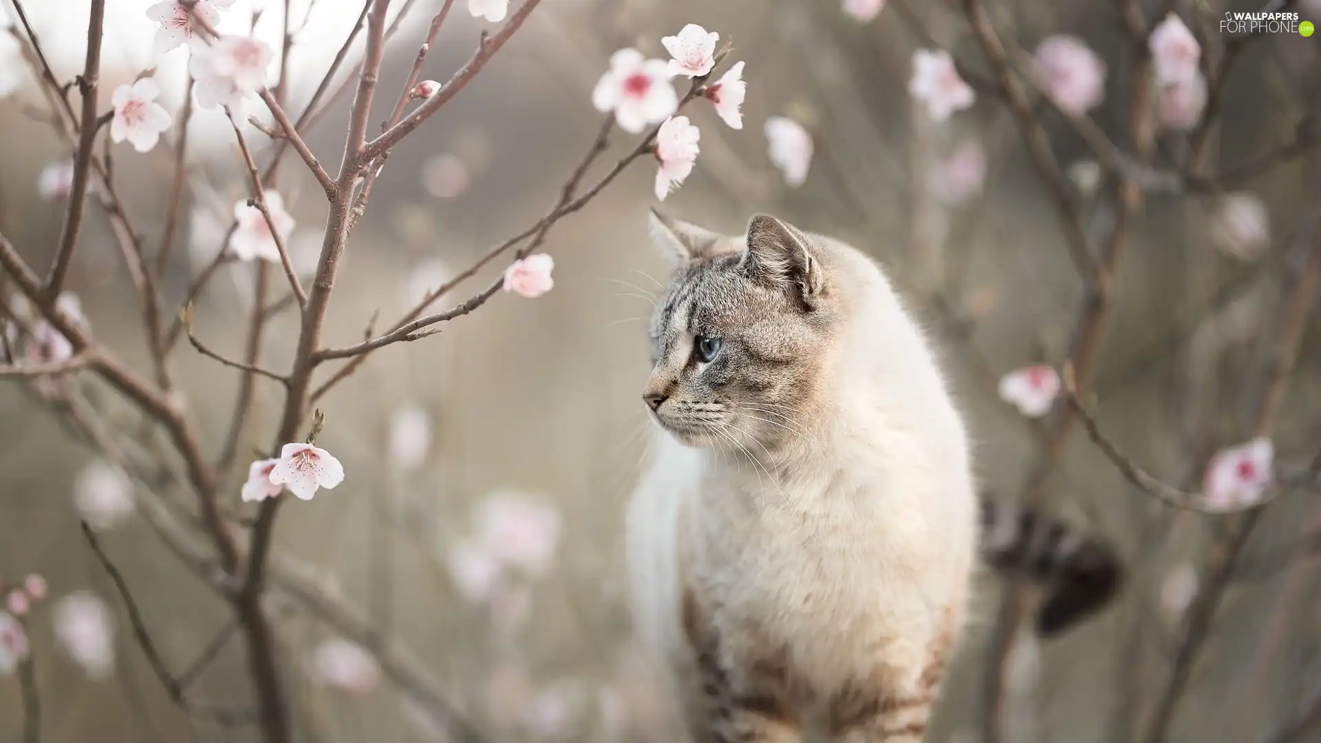 Twigs, cat, Flourished