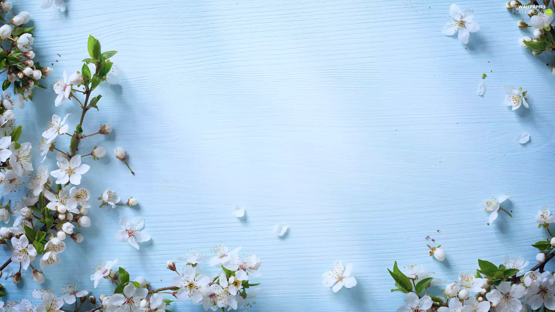 Flowers, blue background, Twigs, White, flourishing