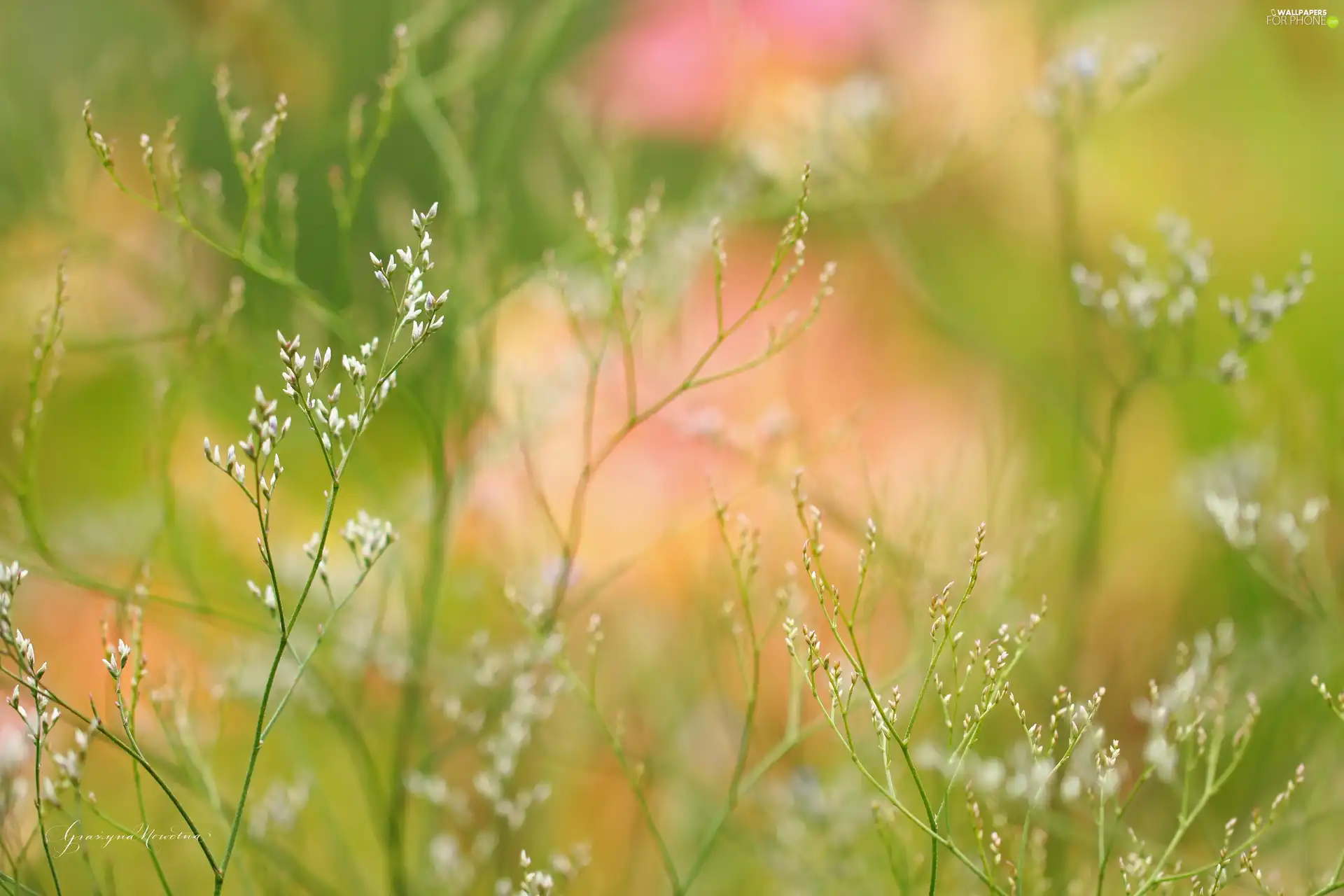 Twigs, White, Flowers