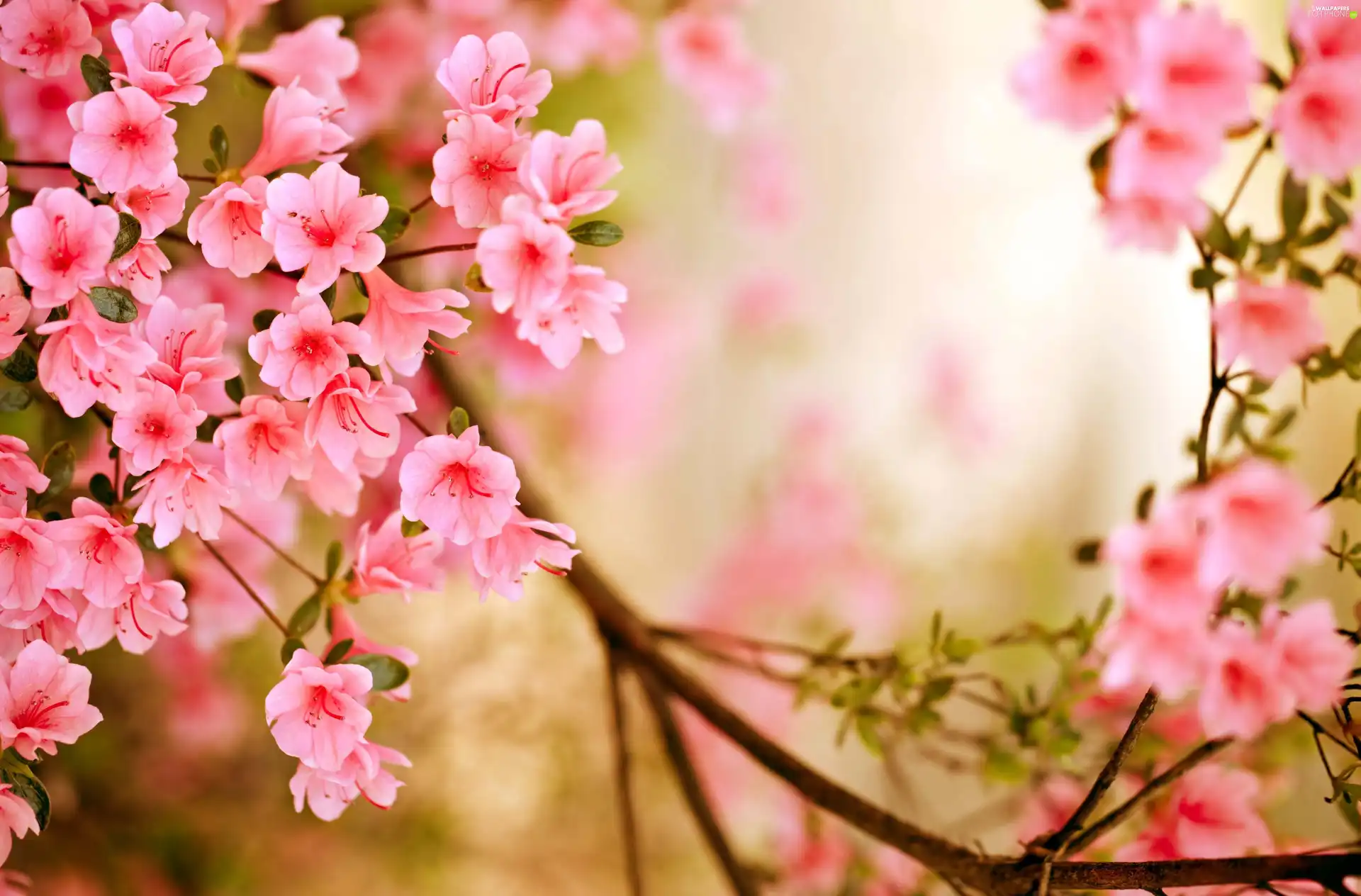 Twigs, Flowers