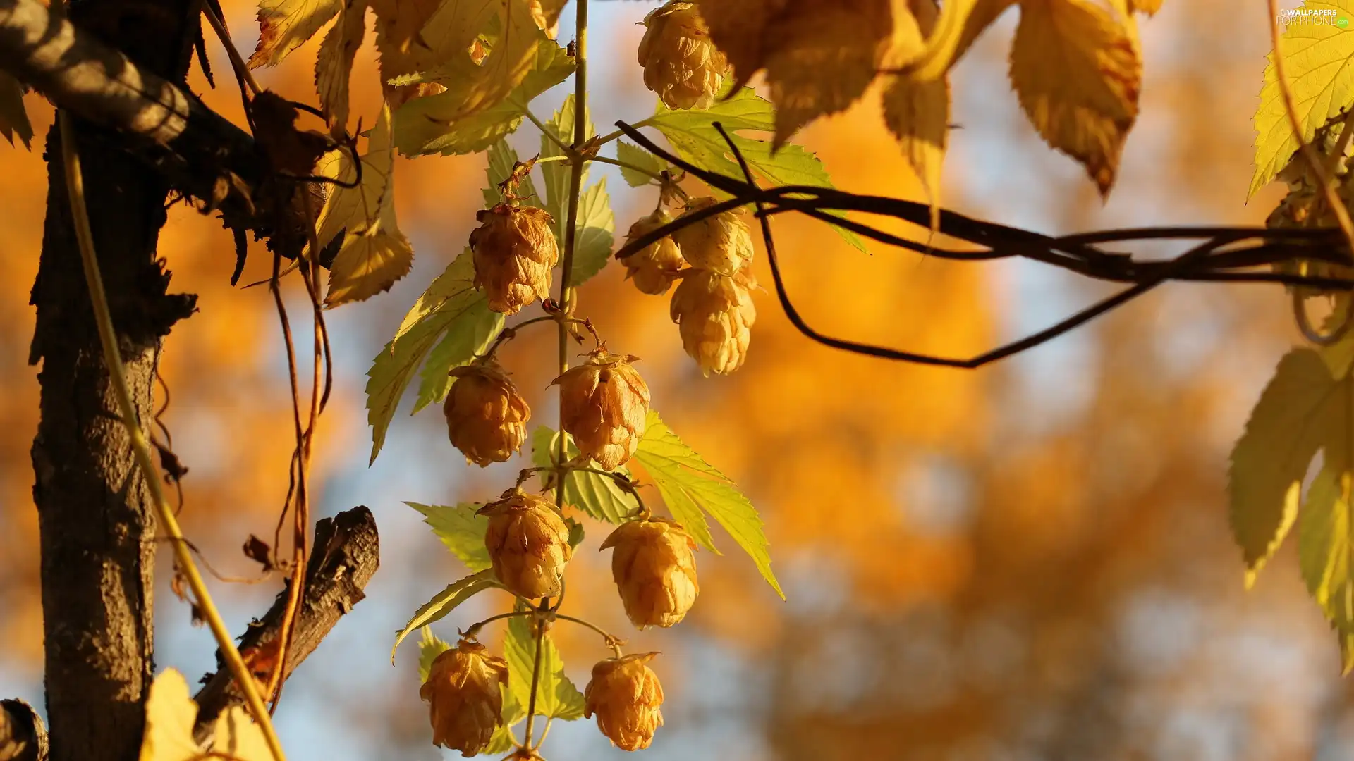 hop, Twigs