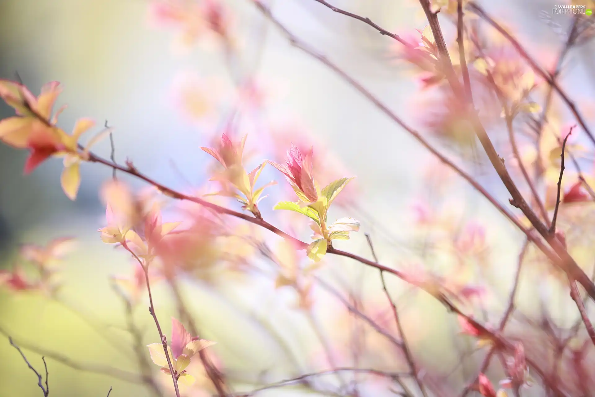 Bush, Twigs, Leaf, Buds, color