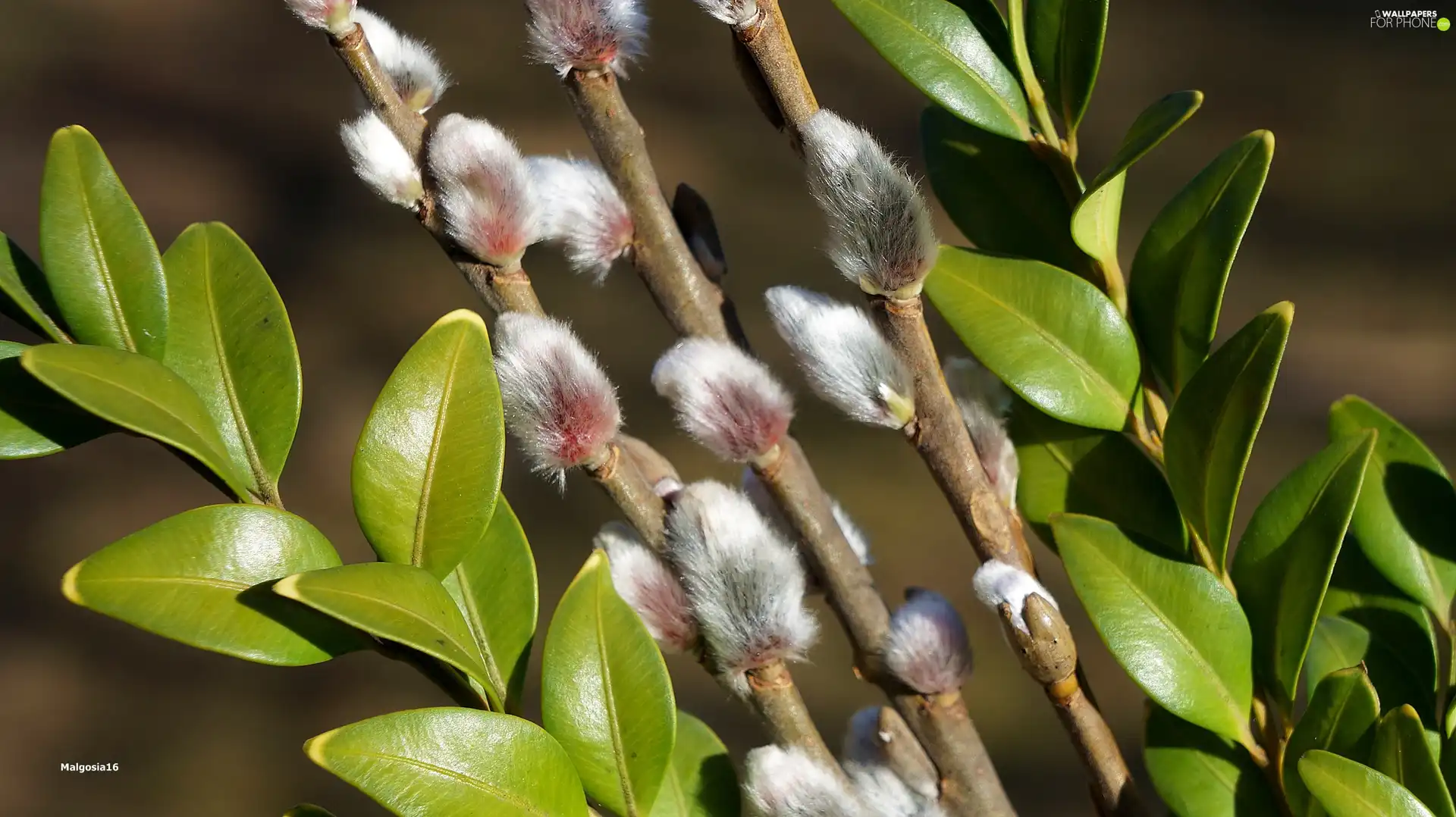 Twigs, Willow, Leaf, Boxwood, green ones, database